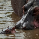 Nijlpaard met jong in de Retima Pool, Tanzania.