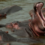 Nijlpaarden vechten om een plekje. Tanzania.