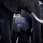 Elephantcalf finds protection, Serengeti NP, Tanzania.