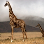 Giraf with calf, Serengeti NP., Tanzania.
