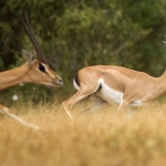 Grant's Gazells, Tsavo-East, Kenya.