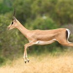 Grant's Gazelle, Tsavo-East, Kenya.