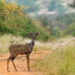 Lesser Kudu, Tsavo-West, Kenya