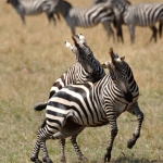 Spelende zebra's, Ngorongorokrater, Tanzania.