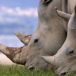 White Rhino's, up close and personal, Lake Nakuru, Kenya.
