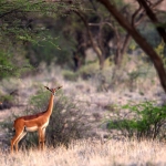 Gerenuk, Shaba,Kenia