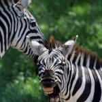 Playing Zebra's, Serengeti NP., Tanzania