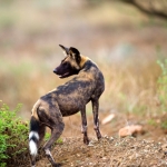 Wilde Hond, Tsavo-West Kenia
