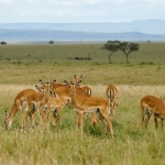 Grant's Gazelles, Masai Mara, Kenya.