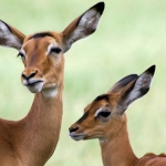 Impala's, Serengeti NP., Tanzania.