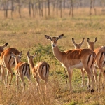 Impala's on the plains. Serengeti NP., Tanzania.