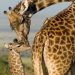 Giraf met baby, Buffelo Springs, Kenia.