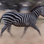 Zebra in beweging. Masai Mara, Kenia.