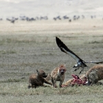 Hyena's bij een dode gnoe, Ngorongorokrater, Tanzania.