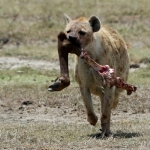 Hyena with the leg of a wildebeest, Ngorongorocrater, Tanzania.