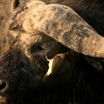 Kaapse Buffel, Amboseli, Kenia