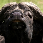 Portret Kaapse Buffel in de modder, Lake Nakuru, Kenia.