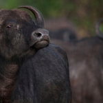Kaapse buffel in de regen, Grumeti Area, Serengeti NP., Tanzania.