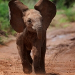 Baby elephant makes af feigned attack, Samburu, Kenya