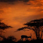Sunset Shaba, Kenia
