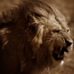 Lion, Serengeti NP. Tanzania.