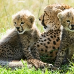 Cheetah with cubs in the landscape, Masa Triangle, Kenya.