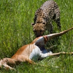 Cheetah with a fresh kill, Masai Mara, Kenya.