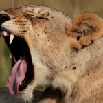Yawning lioness, Masai Mara, Kenya.