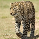 Leopard on the hunt, Masai Mara, Kenya.