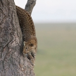 Leopard glides from a tree for the hunt, Serengeti NP., Tanzania