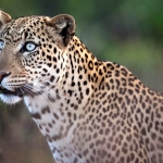 Portrait of a Leopard, Masai Mara, Kenya.