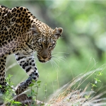 A leopard on the hunt, Tsavo-West, Kenya.