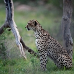 Portrait of a Cheetah in the landscape, Samburu NP., Kenya