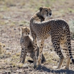 Cheetah met welp, Serengeti NP., Tanzania.