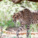 Cheetah on the hunt, Masai Mara, Kenya.