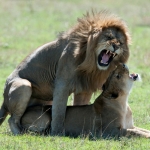 Lions in their honeymoon, Serengeti NP., Tanzania.