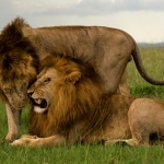 Male Lions form a pact, Masai Mara, Kenya.