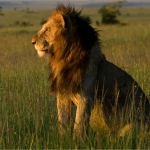 Male Lion in the light of the sunset. Masai Mara, Kenya.