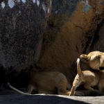 Lioness with a cub, Ngong Kopjes, Serengeti NP., Tanzania.