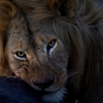 Portrait of a Lion with his kill, Lobo Area, Serengeti N.P., Tanzania.