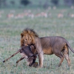 Leeuw met zijn prooi in het landschap, Lobo Area, Serengeti NP., Tanzania.