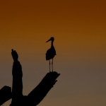Ooievaars bij zonsondergang, Amboseli, Kenia.