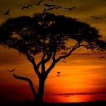 Ooievaars bij zonsondergang, Amboseli, Kenia.