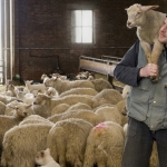 Portret van schapenfluisteraar Jan Klomp