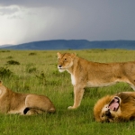 Liones rules, Masai Mara, Kenya.