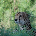 Portrait of a Cheetah in ambush, Samburu NP., Kenya.