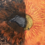 Yin Yang bloem