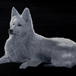 Zwitserse Witte Herder