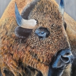 Bison