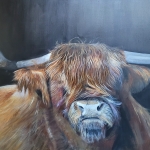 Schotse hooglander koe